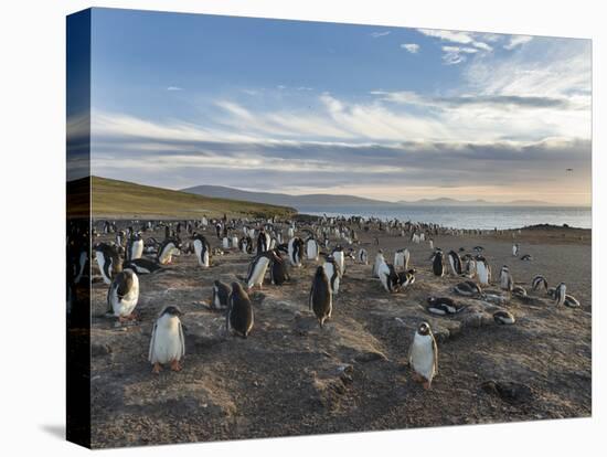 Gentoo Penguin Falkland Islands. Colony.-Martin Zwick-Premier Image Canvas