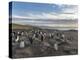 Gentoo Penguin Falkland Islands. Colony.-Martin Zwick-Premier Image Canvas