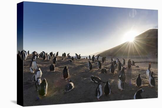 Gentoo Penguin Falkland Islands. Colony.-Martin Zwick-Premier Image Canvas