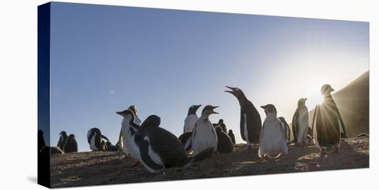 Gentoo Penguin Falkland Islands. Colony.-Martin Zwick-Premier Image Canvas