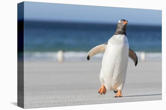 Gentoo Penguin Falkland Islands. Marching at evening to the colony.-Martin Zwick-Premier Image Canvas