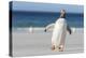 Gentoo Penguin Falkland Islands. Marching at evening to the colony.-Martin Zwick-Premier Image Canvas