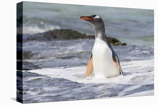 Gentoo Penguin Falkland Islands.-Martin Zwick-Premier Image Canvas