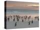 Gentoo Penguin Falkland Islands.-Martin Zwick-Premier Image Canvas
