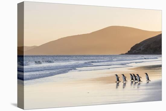 Gentoo Penguin Falkland Islands.-Martin Zwick-Premier Image Canvas