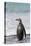 Gentoo Penguin Falkland Islands.-Martin Zwick-Premier Image Canvas