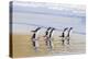 Gentoo Penguin Falkland Islands.-Martin Zwick-Premier Image Canvas