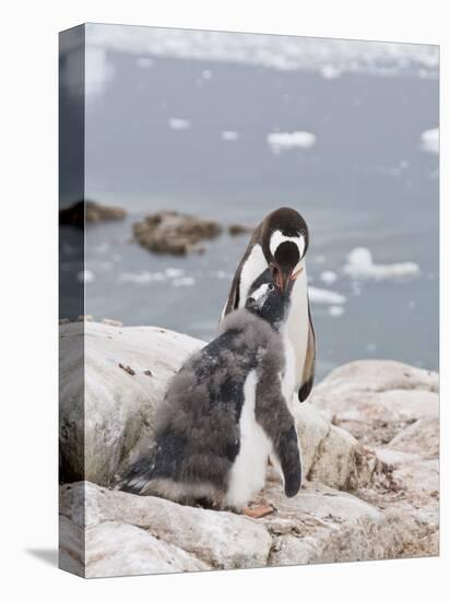 Gentoo Penguin Feeding Chick, Neko Harbour, Antarctic Peninsula, Antarctica, Polar Regions-Robert Harding-Premier Image Canvas