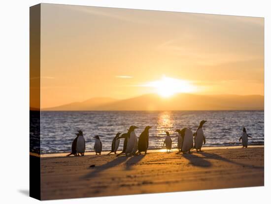 Gentoo penguin on a sandy beach in the Falkland Islands in January.-Martin Zwick-Premier Image Canvas