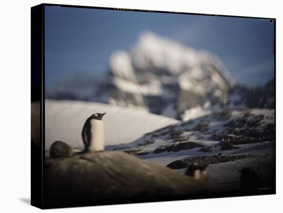 Gentoo Penguin on Goudier Island, Antarctica-Paul Souders-Premier Image Canvas