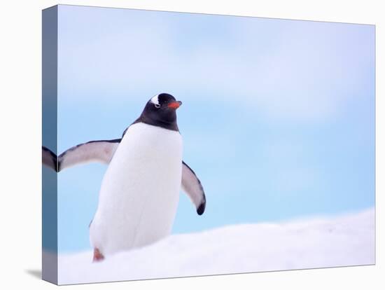 Gentoo Penguin on Snowline, Antarctica-Edwin Giesbers-Premier Image Canvas