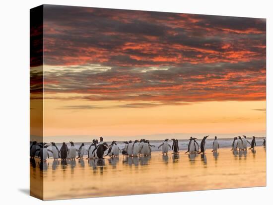 Gentoo Penguin on the sandy beach of Volunteer Point, Falkland Islands-Martin Zwick-Premier Image Canvas