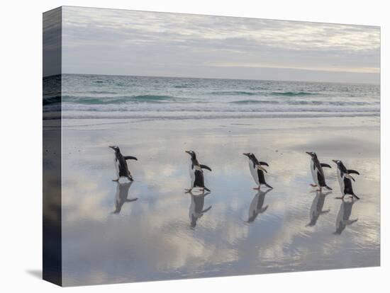 Gentoo Penguin on the sandy beach of Volunteer Point, Falkland Islands-Martin Zwick-Premier Image Canvas