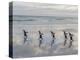 Gentoo Penguin on the sandy beach of Volunteer Point, Falkland Islands-Martin Zwick-Premier Image Canvas