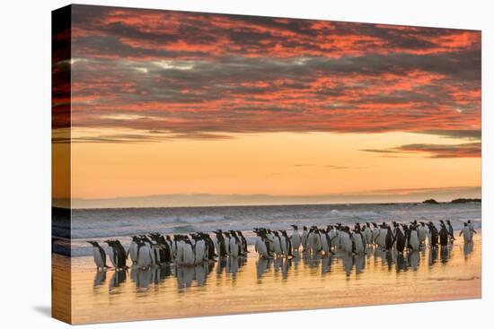 Gentoo Penguin on the sandy beach of Volunteer Point, Falkland Islands-Martin Zwick-Premier Image Canvas