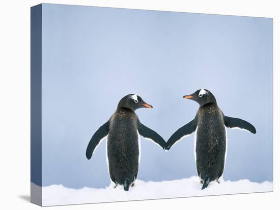 Gentoo Penguin Pair 'Holding Hands'-null-Premier Image Canvas