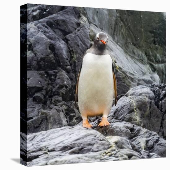 Gentoo penguin, Paradise Bay, Skontorp Cove, Antarctica-William Perry-Premier Image Canvas