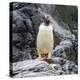 Gentoo penguin, Paradise Bay, Skontorp Cove, Antarctica-William Perry-Premier Image Canvas