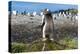 Gentoo penguin (Pygoscelis papua) close up, Prion Island, South Georgia, Antarctica, Polar Regions-Michael Runkel-Premier Image Canvas