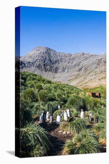 Gentoo Penguin (Pygoscelis papua) colony, Godthul, South Georgia, Antarctica, Polar Regions-Michael Runkel-Premier Image Canvas