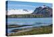 Gentoo penguin (Pygoscelis papua) colony, Prion Island, South Georgia, Antarctica, Polar Regions-Michael Runkel-Premier Image Canvas