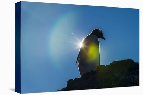 Gentoo penguin (Pygoscelis papua) in backlight, Brown Bluff, Antarctica, Polar Regions-Michael Runkel-Premier Image Canvas