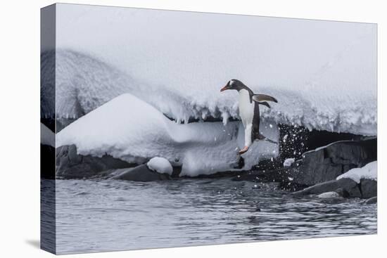 Gentoo Penguin (Pygoscelis Papua) Leaping into the Sea at Booth Island, Antarctica, Polar Regions-Michael Nolan-Premier Image Canvas