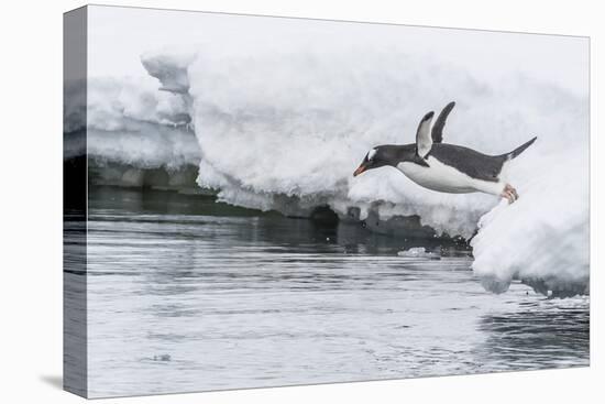 Gentoo Penguin (Pygoscelis Papua) Returning to the Sea to Feed at Dorian Bay, Antarctica-Michael Nolan-Premier Image Canvas