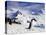 Gentoo Penguin (Pygoscelis Papua) Waddles Toward the Arctic Sea Near Paradise Harbor, Antarctica-Miva Stock-Premier Image Canvas