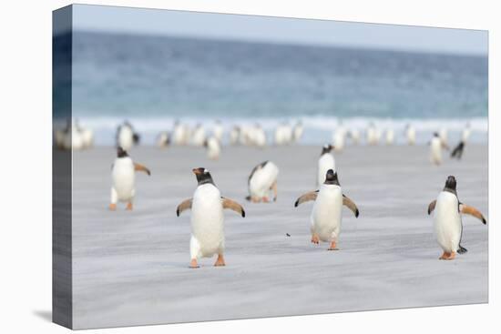 Gentoo Penguin Walking to their Rookery, Falkland Islands-Martin Zwick-Premier Image Canvas