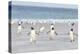 Gentoo Penguin Walking to their Rookery, Falkland Islands-Martin Zwick-Premier Image Canvas