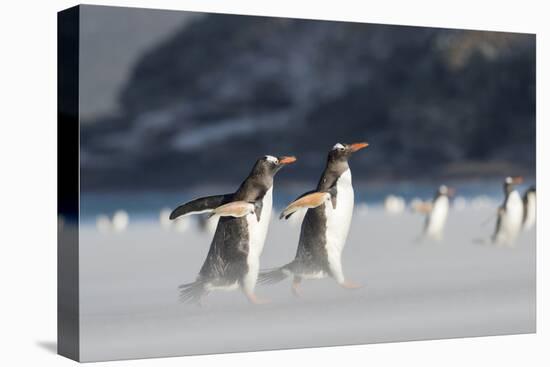 Gentoo Penguin Walking to their Rookery, Falkland Islands-Martin Zwick-Premier Image Canvas