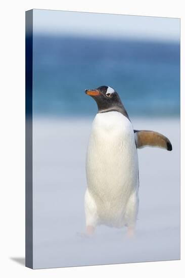 Gentoo Penguin Walking to their Rookery, Falkland Islands-Martin Zwick-Premier Image Canvas