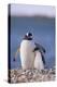 Gentoo Penguin with Young-DLILLC-Premier Image Canvas