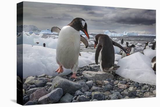 Gentoo penguins, Antarctica-Art Wolfe-Premier Image Canvas