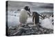 Gentoo penguins, Antarctica-Art Wolfe-Premier Image Canvas