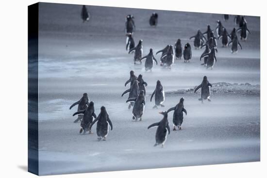 Gentoo Penguins (Pygocelis papua papua) walking, Sea Lion Island, Falkland Islands, South America-Marco Simoni-Premier Image Canvas