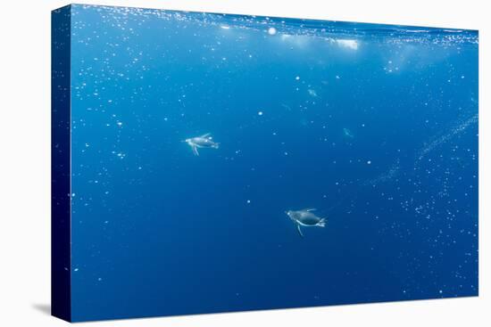 Gentoo Penguins (Pygoscelis Papua) Feeding Underwater at Booth Island, Antarctica, Polar Regions-Michael Nolan-Premier Image Canvas