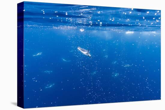 Gentoo Penguins (Pygoscelis Papua) Feeding Underwater at Booth Island, Antarctica, Polar Regions-Michael Nolan-Premier Image Canvas