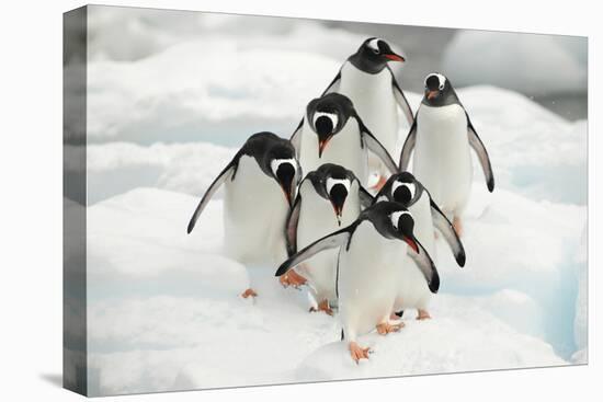 Gentoo Penguins (Pygoscelis Papua) Group Walking Along Snow, Cuverville Island-Enrique Lopez-Tapia-Premier Image Canvas