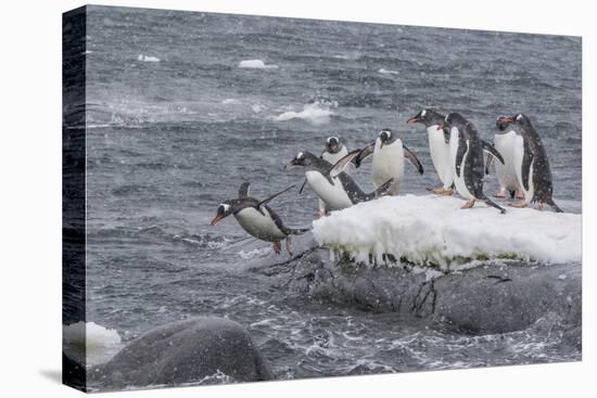 Gentoo Penguins Returning to Sea from Breeding Colony at Port Lockroy, Antarctica-Michael Nolan-Premier Image Canvas