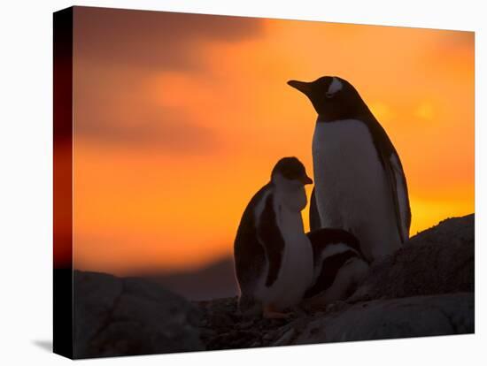 Gentoo Penguins Silhouetted at Sunset on Petermann Island, Antarctic Peninsula-Hugh Rose-Premier Image Canvas