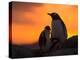 Gentoo Penguins Silhouetted at Sunset on Petermann Island, Antarctic Peninsula-Hugh Rose-Premier Image Canvas