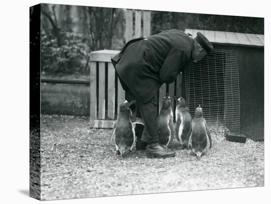 Gentoo Penguins with Keeper Albert White, London Zoo, C.1914-Frederick William Bond-Premier Image Canvas