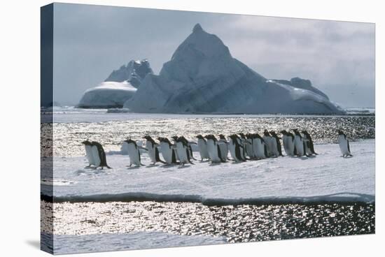 Gentoo Penguins-Doug Allan-Premier Image Canvas