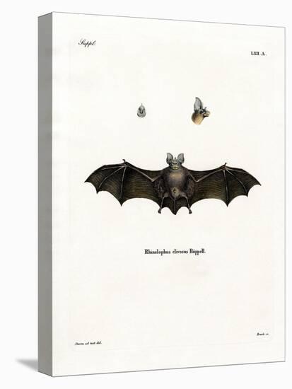 Geoffroy's Horseshoe Bat-null-Premier Image Canvas