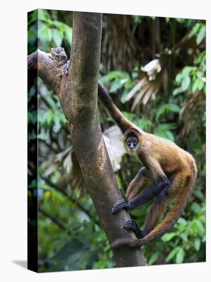 Geoffroy's Spider Monkey, Costa Rica-Andres Morya Hinojosa-Premier Image Canvas