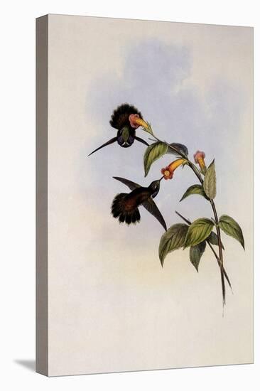 Geoffroy's Wedge-Bill, Schistes Geoffroyi-John Gould-Premier Image Canvas