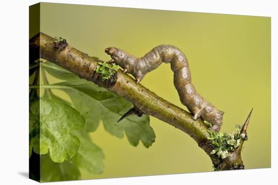 Geometer Moth (Geometridae) Caterpillar Also Known As A Looper Or Inch-Worm Caterpillar-Chris Mattison-Premier Image Canvas
