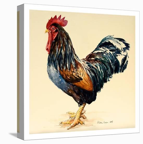 George's Cockerel, 2007-Alison Cooper-Premier Image Canvas